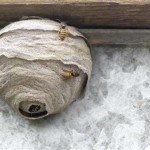 How To Get Rid Of Wasps In Outdoor Light Fixture