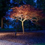 How To Light Outdoor Trees