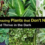 Outdoor Plants Requiring No Sunlight
